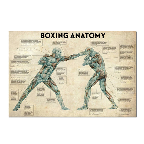Vintage Boxing Body Anatomy Posters and Prints Wall Art Canvas